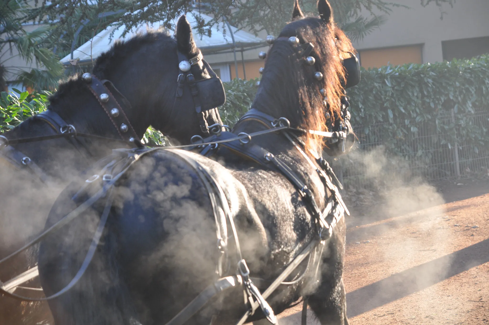 Voitures d'Antan Collection Chevaux
